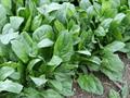 معرفی و راهنمای پرورش سبزی جات برگی - اسفناج